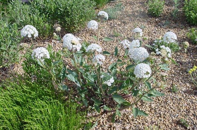 Abronia fragrans North American Rock Garden Society